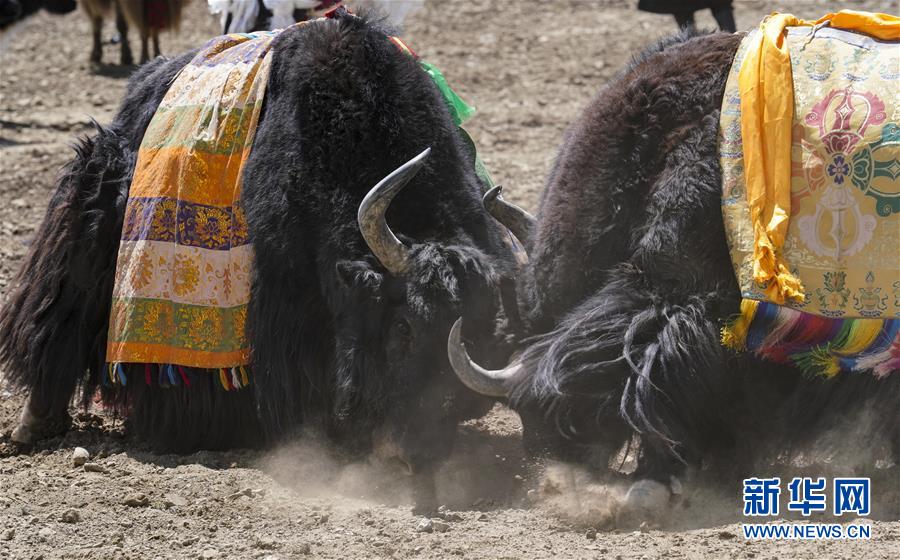 新华网■藏乡斗牛节：牦牛间的决斗