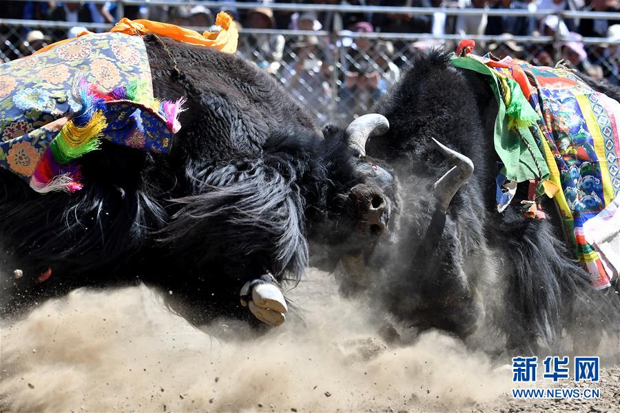 新华网■藏乡斗牛节：牦牛间的决斗