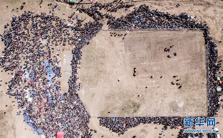 新华网■藏乡斗牛节：牦牛间的决斗