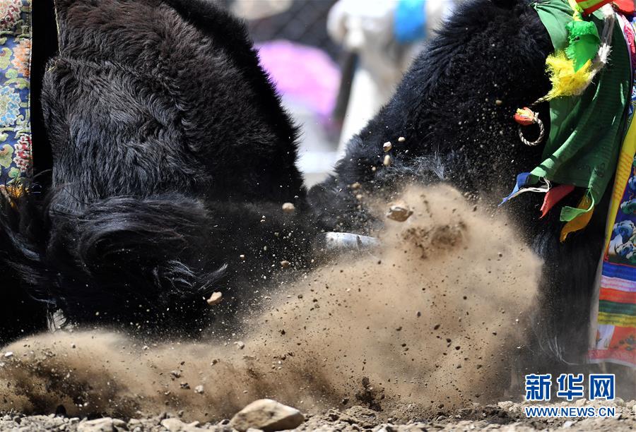 新华网■藏乡斗牛节：牦牛间的决斗