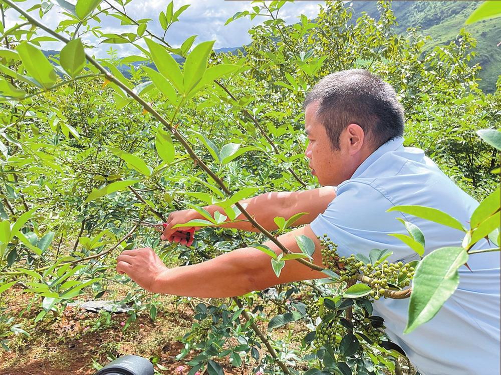 临沧永德:强信心兴产业促增收_fororder_a9