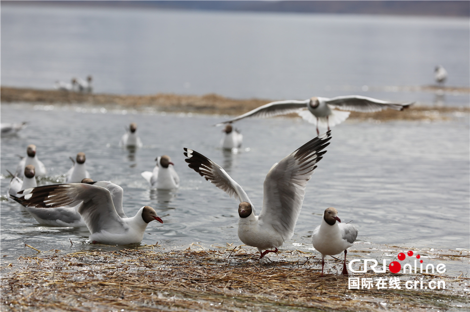 西藏“圣湖”让周边群众吃上“生态旅游饭”_fororder_IMGL4776.JPG