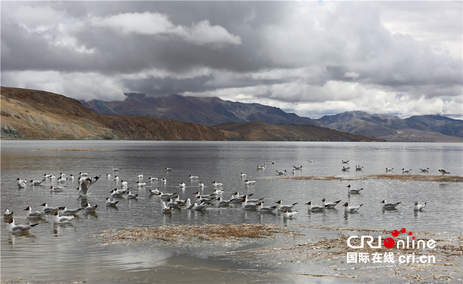 西藏“圣湖”让周边群众吃上“生态旅游饭”_fororder_IMGL4743.JPG