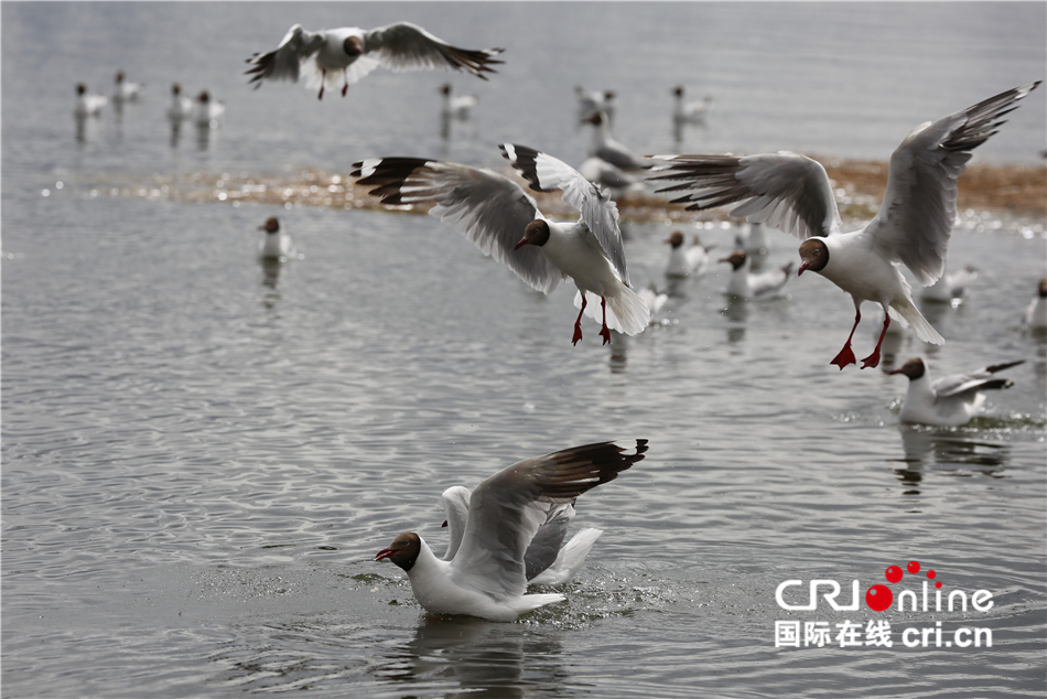 西藏“圣湖”让周边群众吃上“生态旅游饭”_fororder_IMGL4760.JPG