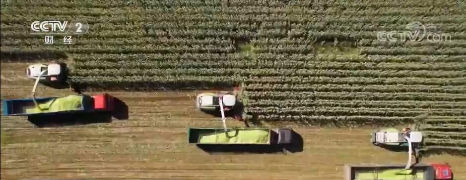 在希望的田野上 | 内蒙古通辽：500万亩青贮玉米收割完成