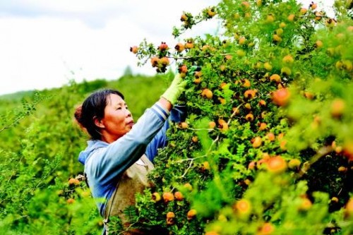 贵州刺梨产业快速发展,初好农业勇争前列 贵州刺梨产业快速发展,初好农业勇争前列