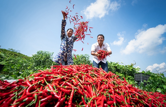 贵州天柱：“三带”带出辣椒产业红