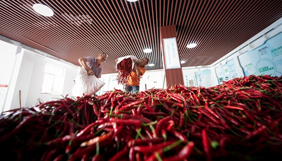 贵州天柱：“三带”带出辣椒产业红