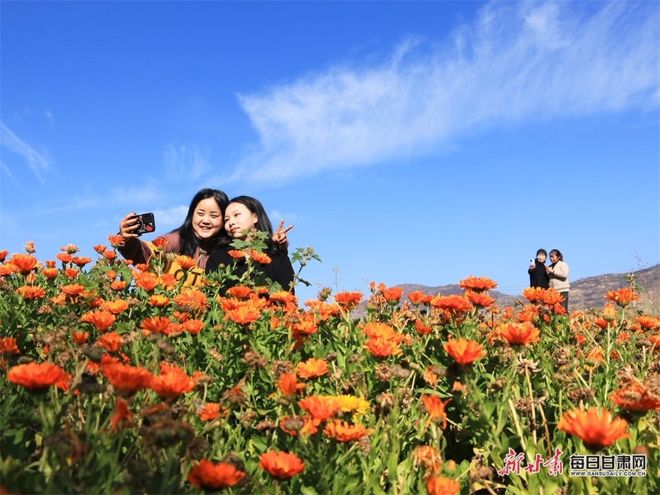 【定西】定西岷县十里镇骆驼村金盏菊凛冬傲霜暗香浮动_fororder_4