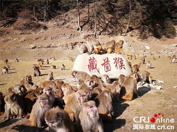 图片默认标题_fororder_3、达古冰山藏酋猴