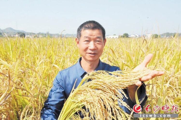 亩产1173.46公斤 长沙再生稻喜获丰收_fororder_1