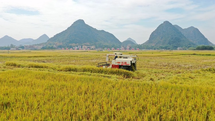 贵港市覃塘区：稻谷成熟了 农民丰收了