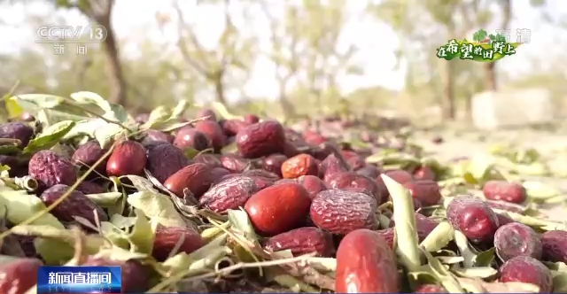 在希望的田野上丨23万多亩红枣获丰收 枣农采摘忙