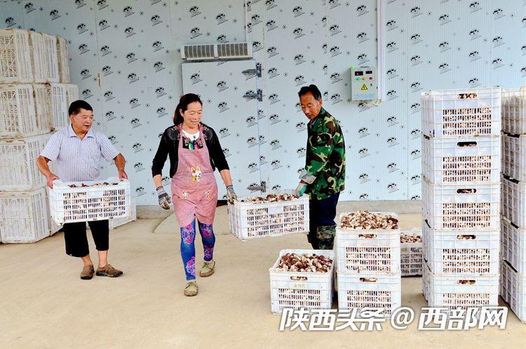 宁强巴山汉子逐梦田园:建家庭农场年入百万 带动50多农户增收致富