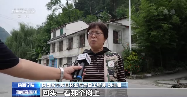 秦岭科考:人工养殖与保护并行 重建朱鹮种群