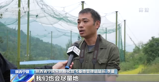 秦岭科考:人工养殖与保护并行 重建朱鹮种群