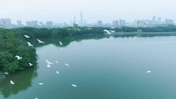 湿地之美｜广州海珠湿地