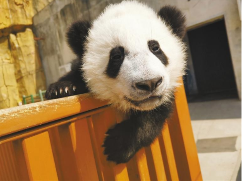 (转载)秦岭大熊猫——国宝中的萌“美人”_fororder_微信图片_20221101085906