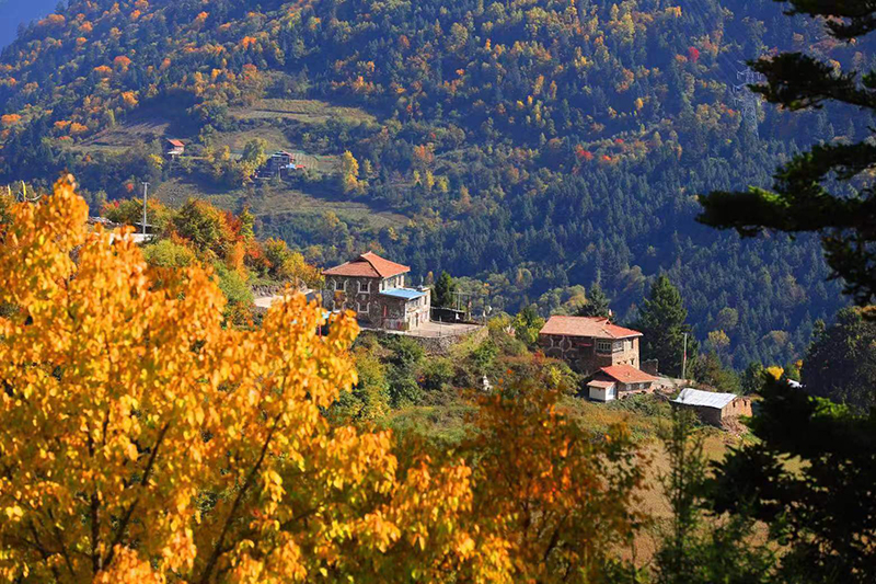 2022年四川红叶生态旅游节主会场暨黑水县第十届冰川彩林生态文化旅游季正式启幕_fororder_黑水彩林-供图-黑水县委宣传部-(2)