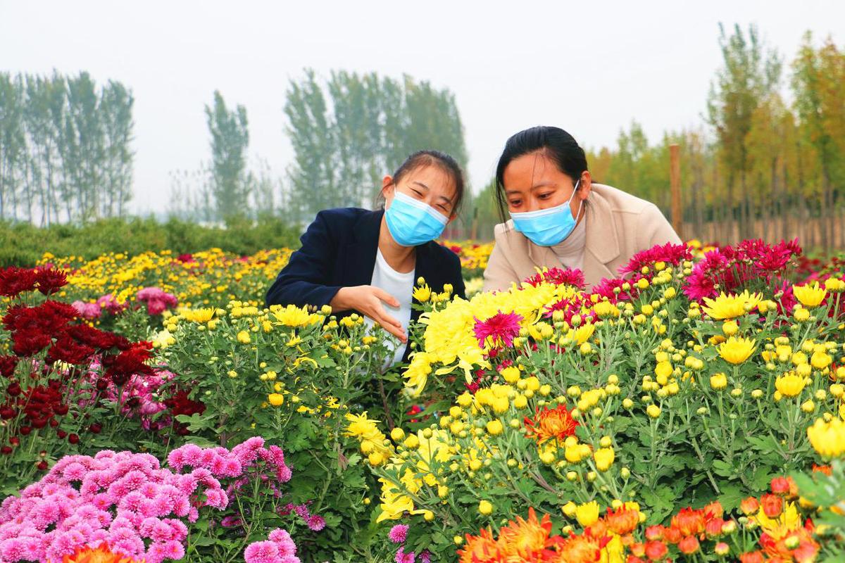 菊香醉游人 河南尉氏县水坡镇200亩盆景菊花进入收获期