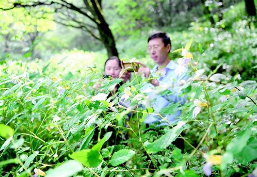 襄阳保康发现千亩野生凤仙花群落