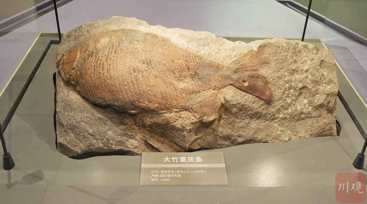 (转载)VR打卡②丨全景漫游 走进“活起来”的成都自然博物馆