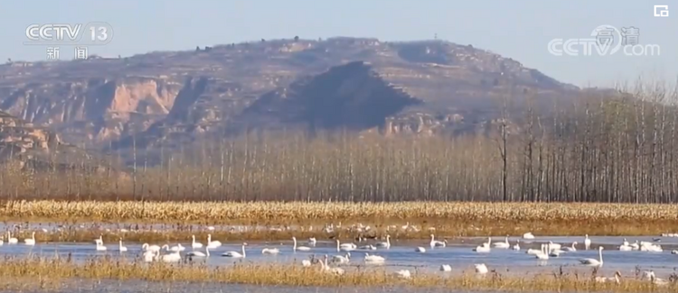 大批大天鹅抵达黄河湿地栖息越冬