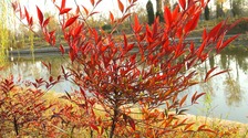 河南開封：紅葉似火 秋意正濃_fororder_57