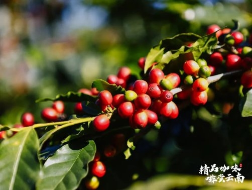 “精品咖味·啡尝云南”咖啡研讨会在保山举行 “精品咖味·啡尝云南”咖啡研讨会在保山举行