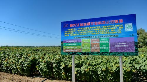 黑龙江省农业专家为援疆贡献科技力量
