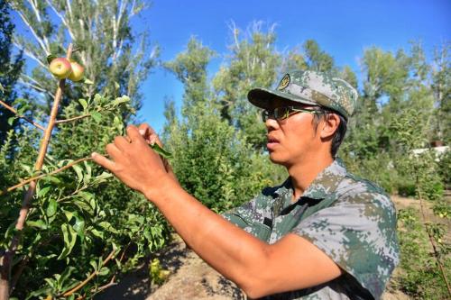 黑龙江省农业专家为援疆贡献科技力量