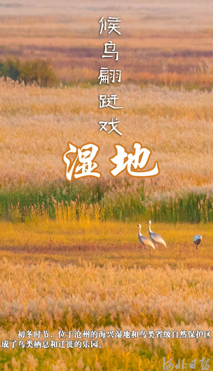 【中首图】河北：候鸟翩跹戏湿地