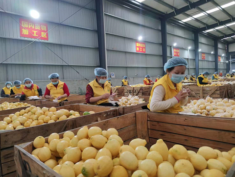 【原创】小柠檬联通大市场 2022中国·重庆潼南国际柠檬节签约额达72亿元_fororder_微信图片_20221109153929