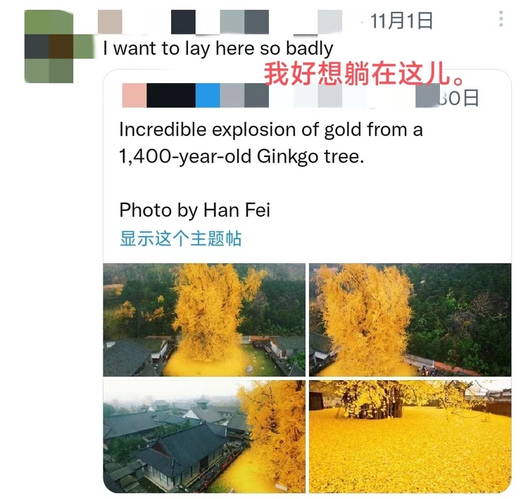 【陕耀国际·11期】陕西这颗银杏树又双叒叕火出圈了！_fororder_微信图片_20221110163808