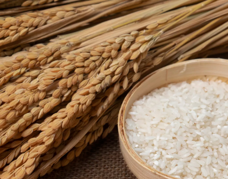 大米节·涨知识丨走近“稻米家族”
