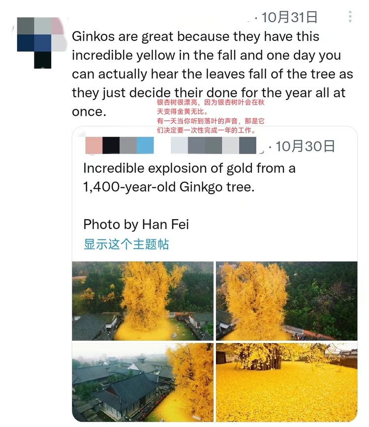 【陕耀国际·11期】陕西这颗银杏树又双叒叕火出圈了！_fororder_微信图片_20221110163805