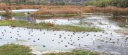 視頻 | 冬風吹候鳥歸 渭南韓城澽水濕地迎遠客_fororder_微信圖片_20221114150846