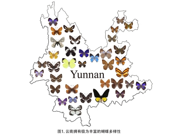 收录1300种蝴蝶 科研人员完成云南蝴蝶名录