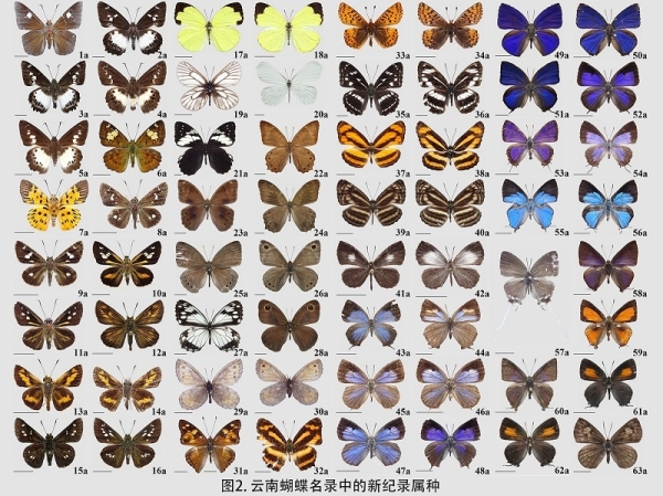 收录1300种蝴蝶 科研人员完成云南蝴蝶名录