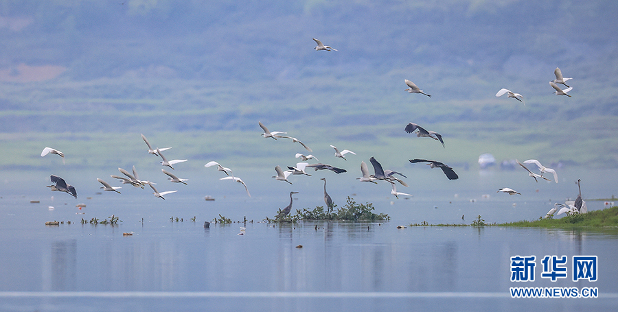 重庆巫山：大昌湖引群鸟栖息 成美丽生态风景线