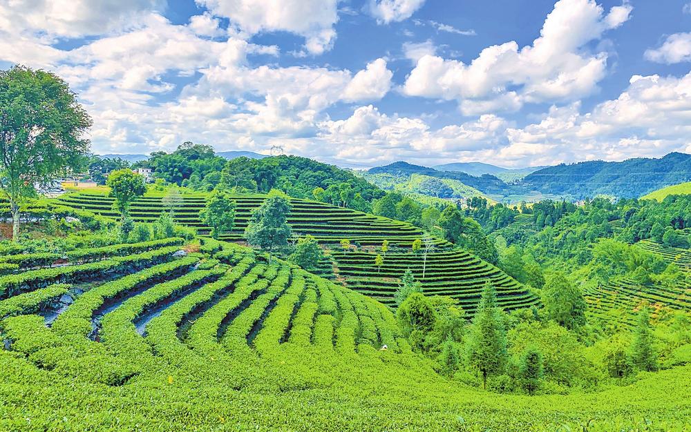 云南红河:片片茶叶变“金叶”_fororder_5f5