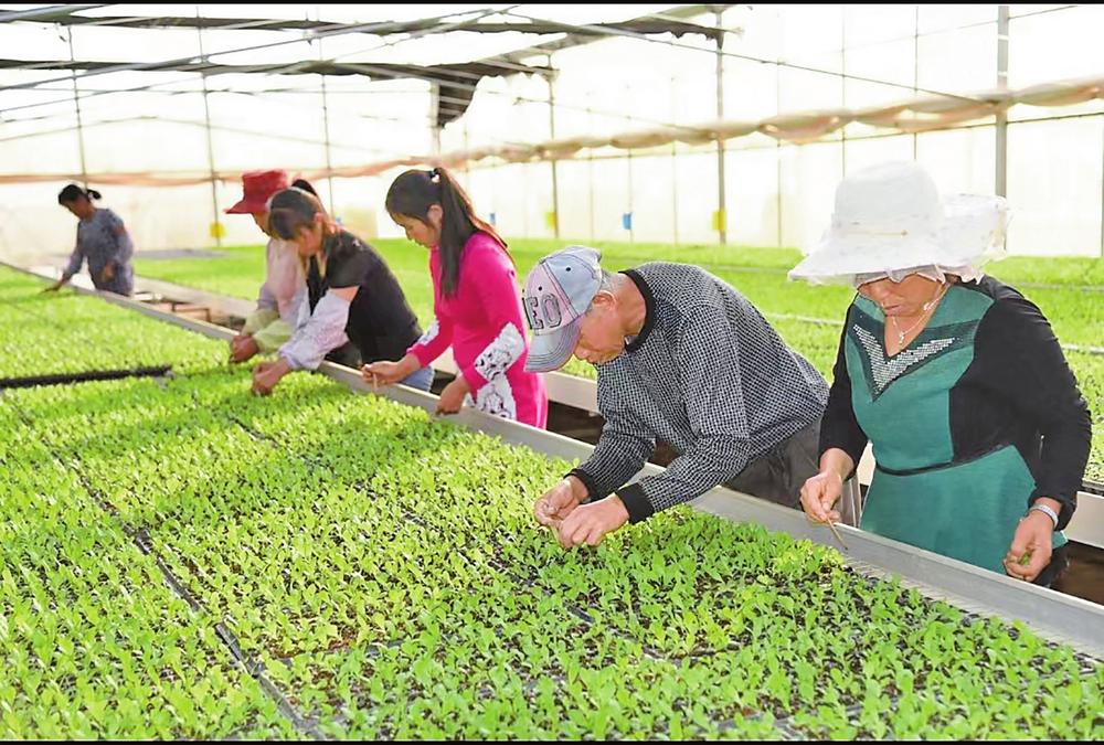 红河泸西:念好乡间小菜“致富经”_fororder_e3f