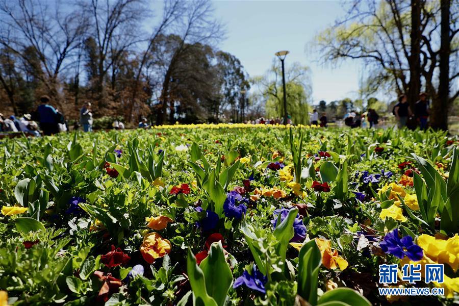「新华网」澳大利亚最大迎春活动在堪培拉开幕