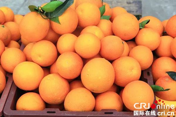 图片默认标题_fororder_红花村产的柑橘个大味甜（井研县委宣传部-供图）