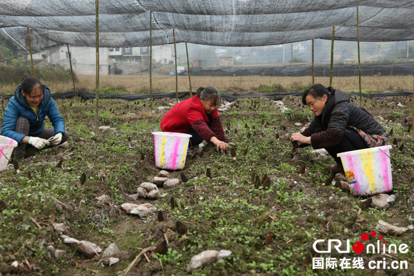 图片默认标题_fororder_工人采摘羊肚菌（申勇-摄）