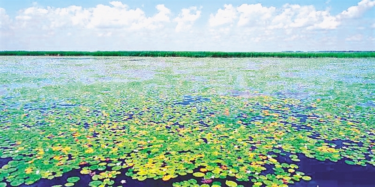 大美“七星河湿地”强保护促发展