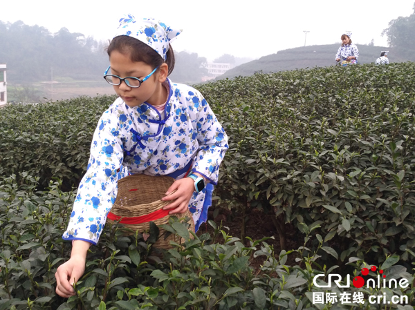图片默认标题_fororder_采茶姑娘正在采茶--摄影张勇