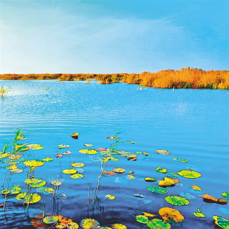 大美“七星河湿地”强保护促发展