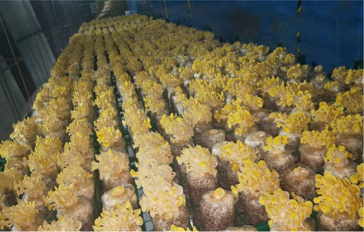 (原创)雄安新区:建设国家级一流园区基地 打造中国式农业现代化雄安场景_fororder_图片5