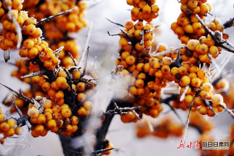 【轮播图】陇南宕昌贾河乡:雪落沙棘林 景色别样美_fororder_3